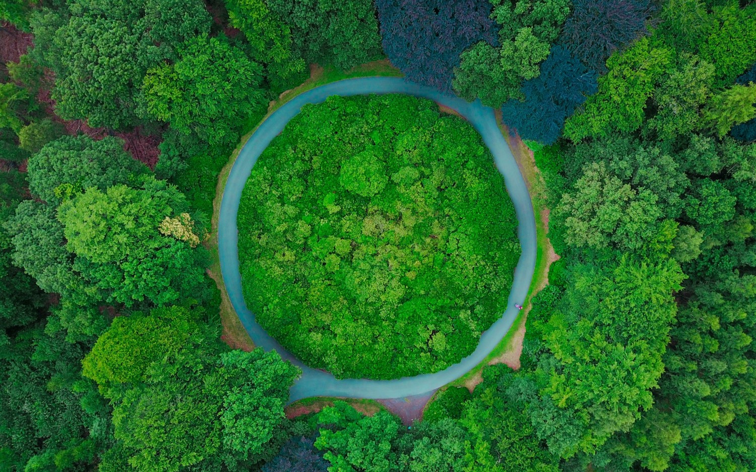 Roundabout-in-the-forest-1